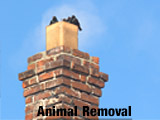 Animal Removal Birds, squirrels, and raccoons are drawn to a chimney’s heat in winter. It’s not safe for them, or you. We’re pros at humane animal removal.